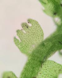 Attēlu rezultāti vaicājumam “Ptilidium pulcherrimum sporophyte”