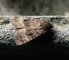 Attēlu rezultāti vaicājumam “Amphipyra perflua”