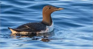 Image result for Uria aalge