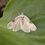 Attēlu rezultāti vaicājumam “Agonopterix alstromeriana”