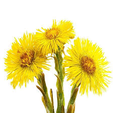 Attēlu rezultāti vaicājumam “Tussilago farfara leaf”