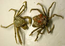 Image result for Hyas araneus