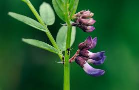 Attēlu rezultāti vaicājumam “Vicia sepium fruit”