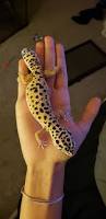 Image result for gravidity leopard gecko