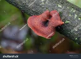 Attēlu rezultāti vaicājumam “Polyporus tubaeformis”
