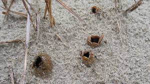 Attēlu rezultāti vaicājumam “Peziza ammophila”