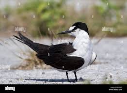 Image result for Onychoprion fuscatus