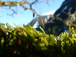 Attēlu rezultāti vaicājumam “Platydictya jungermannioides macro”