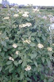 Attēlu rezultāti vaicājumam “Viburnum lantana  flower”