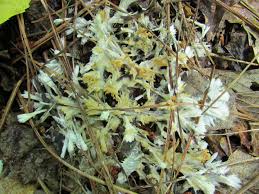 Attēlu rezultāti vaicājumam “Sebacina incrustans”