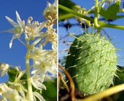Attēlu rezultāti vaicājumam “Echinocystis lobata flower”