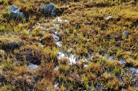 Attēlu rezultāti vaicājumam “Straminergon stramineum”