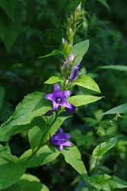 Attēlu rezultāti vaicājumam “Campanula latifolia leaf”