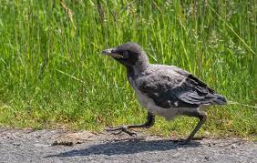 Attēlu rezultāti vaicājumam “Corvus cornix juvenile”