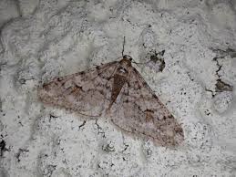 Attēlu rezultāti vaicājumam “Agriopis leucophaearia”