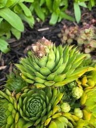 Attēlu rezultāti vaicājumam “Jovibarba globifera fruit”