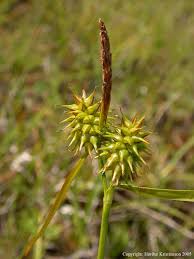 Attēlu rezultāti vaicājumam “Carex lepidocarpa leaf”