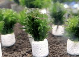 「水蘊草」的圖片搜尋結果