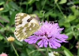 Attēlu rezultāti vaicājumam “Pontia edusa”
