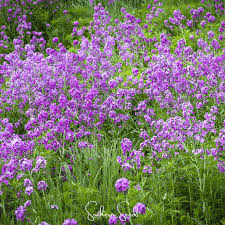 Attēlu rezultāti vaicājumam “Hesperis matronalis leaf”