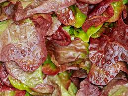 Image result for Pflücksalat