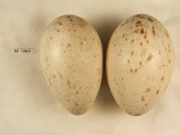 Attēlu rezultāti vaicājumam “Grus grus eggs”