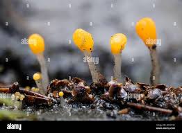 Attēlu rezultāti vaicājumam “Mitrula paludosa”