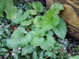 Attēlu rezultāti vaicājumam “Campanula rapunculoides”