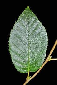 Attēlu rezultāti vaicājumam “Betula alleghaniensis leaf”