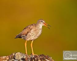 Attēlu rezultāti vaicājumam “Tringa totanus”