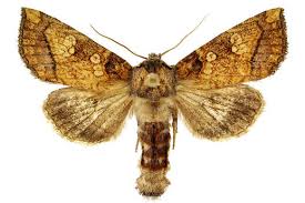 Attēlu rezultāti vaicājumam “Badhamiopsis macrospora sessile”