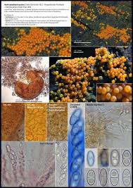 Attēlu rezultāti vaicājumam “Nectria peziza”