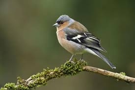 Attēlu rezultāti vaicājumam “Fringilla coelebs male”