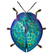 Image result for Brachycerus undatus