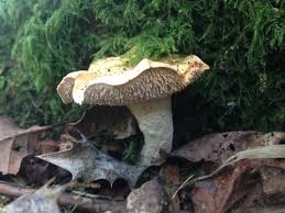 Attēlu rezultāti vaicājumam “Hydnum rufescens”