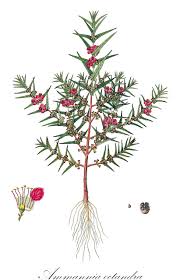 Attēlu rezultāti vaicājumam “Lythraceae”