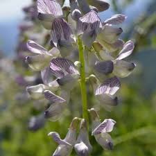 Attēlu rezultāti vaicājumam “Vicia sylvatica flower”