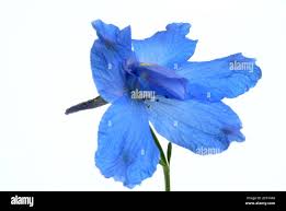 Attēlu rezultāti vaicājumam “Consolida regalis bud”