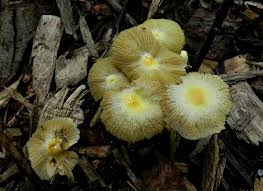 Attēlu rezultāti vaicājumam “Bolbitius vitellinus”