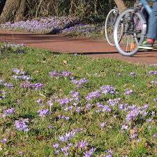 Attēlu rezultāti vaicājumam “Crocus tommasinianus flower”