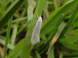 Attēlu rezultāti vaicājumam “Elachista argentella”