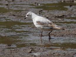 Image result for Rhodostethia rosea