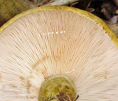 Attēlu rezultāti vaicājumam “Lactarius necator”