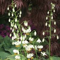 Image result for Lilium martagon Alba