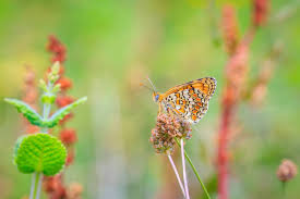 Attēlu rezultāti vaicājumam “Melitaea phoebe”