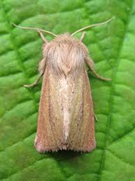 Attēlu rezultāti vaicājumam “Chortodes fluxa”