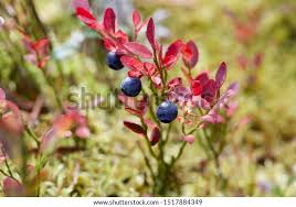 Attēlu rezultāti vaicājumam “Vaccinium myrtillus flower”