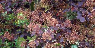 Attēlu rezultāti vaicājumam “Cotinus coggygria flower”