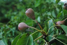 Image result for Rosengewächse