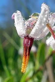 Attēlu rezultāti vaicājumam “Oxycoccus palustris flower”